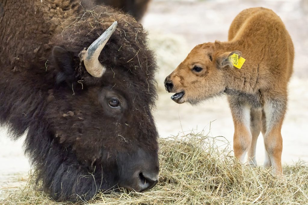 Bison Baby
